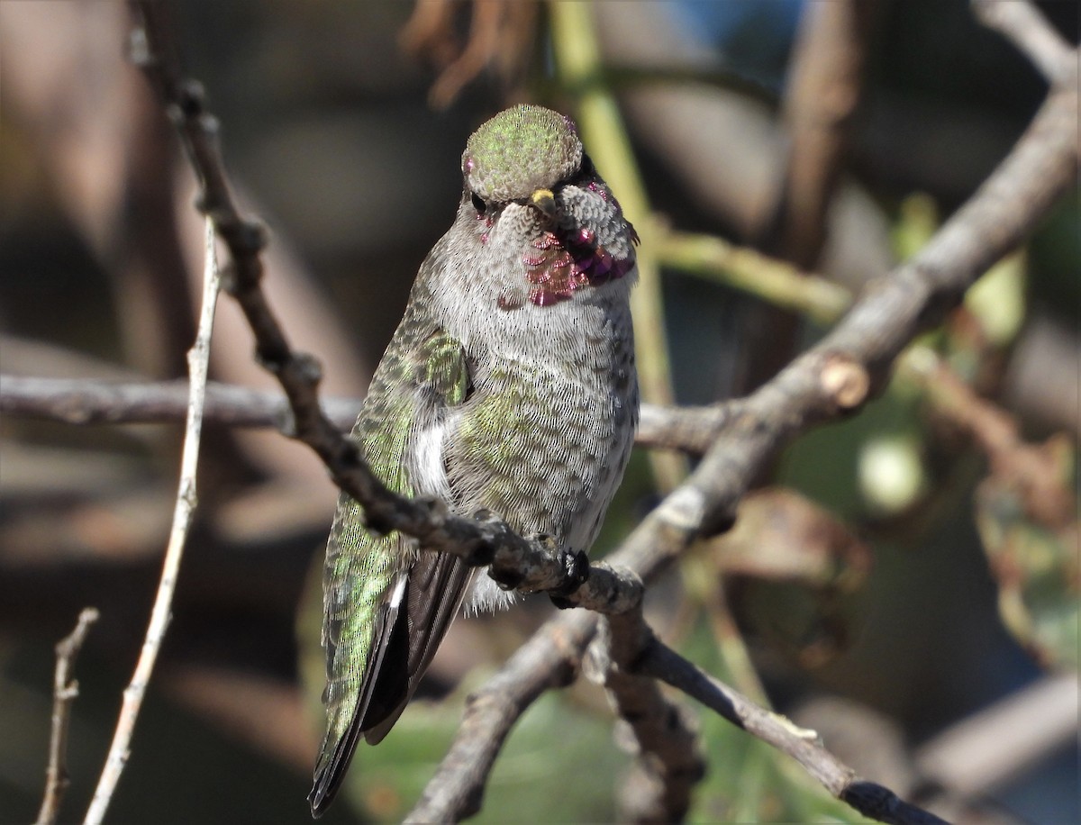 Anna's Hummingbird - ML487224181