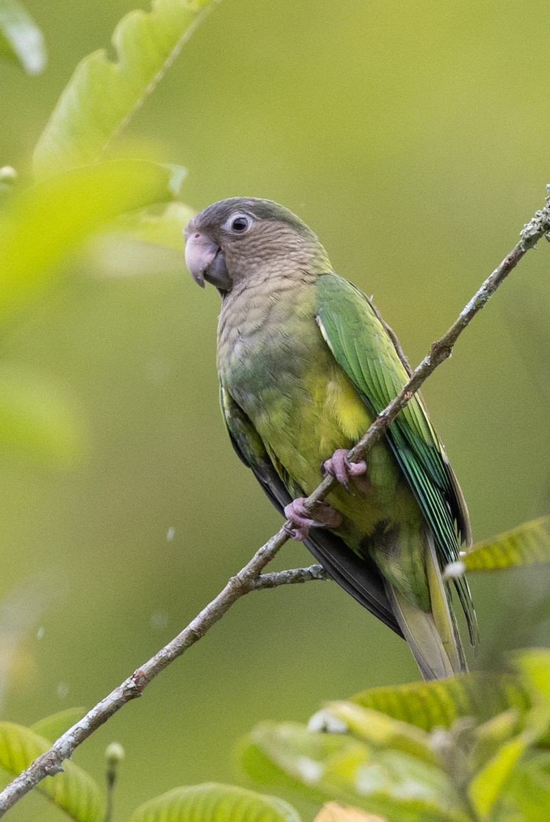 Brown-throated Parakeet - Robert Lewis