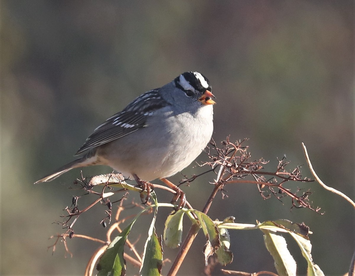 White-crowned Sparrow - ML487225281