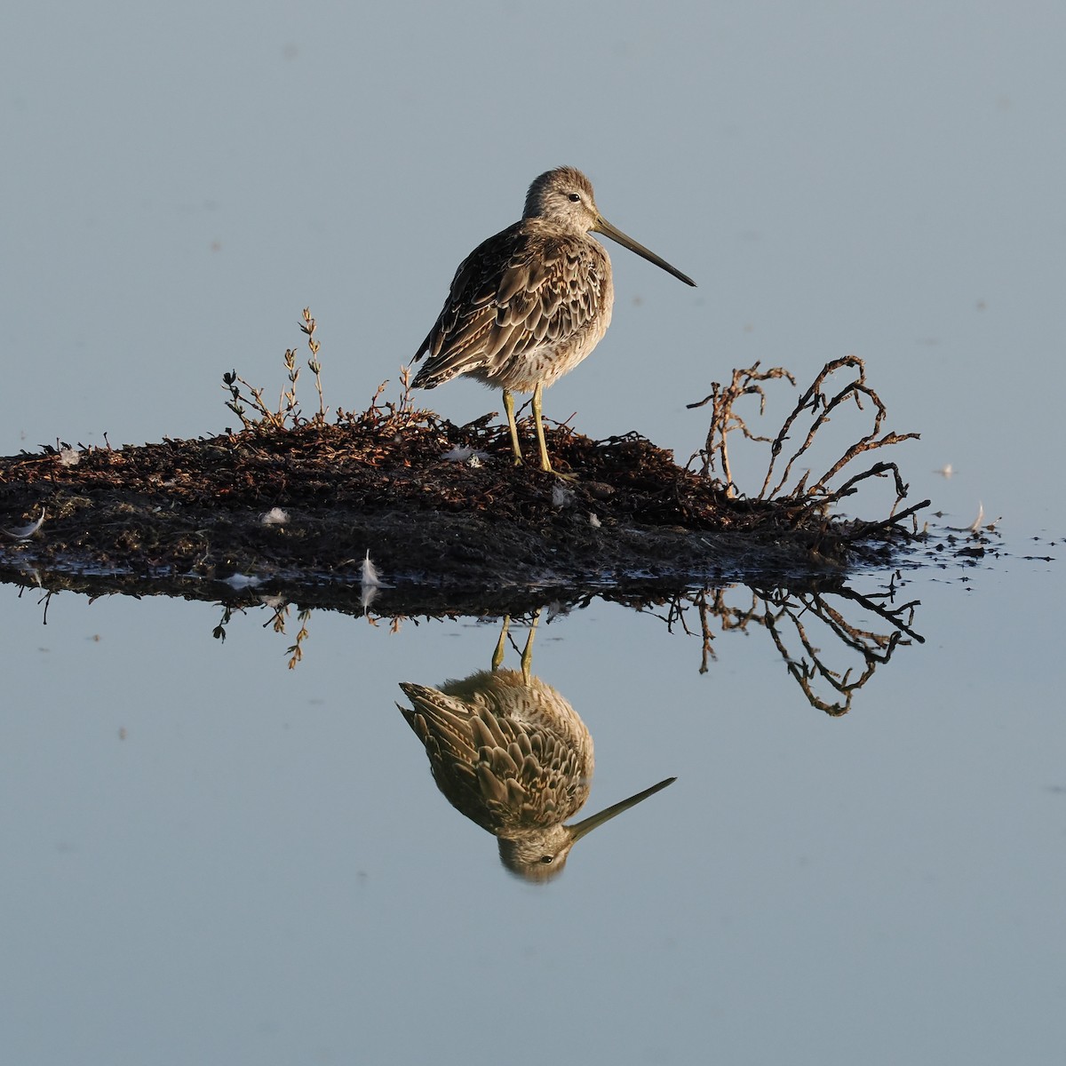 Long-billed Dowitcher - ML487227901