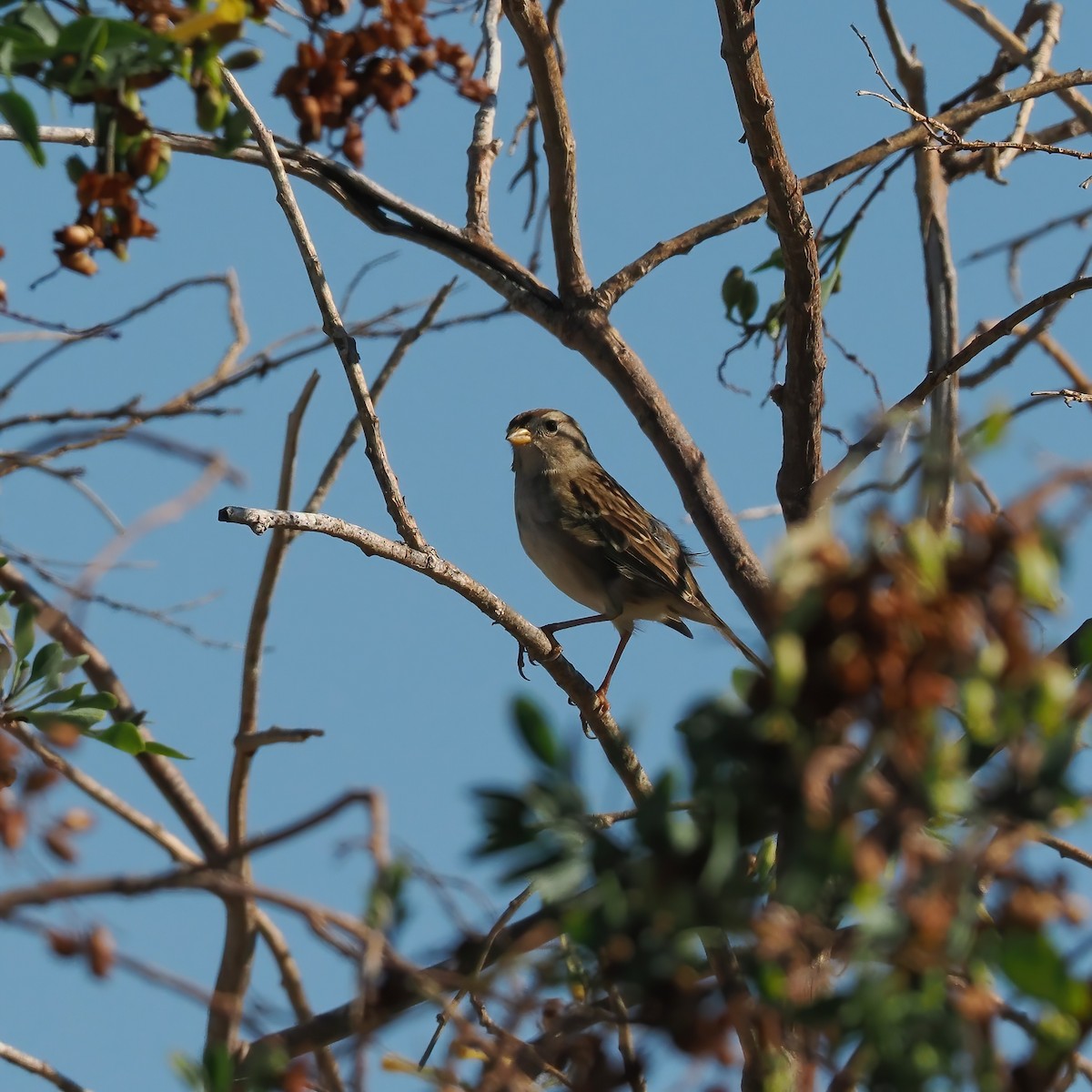White-crowned Sparrow - ML487229711