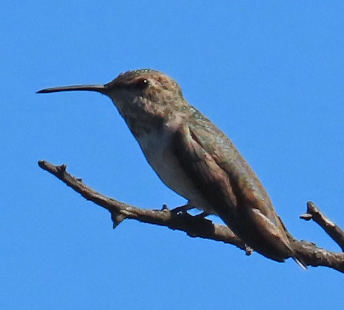 Anna's Hummingbird - ML487233101