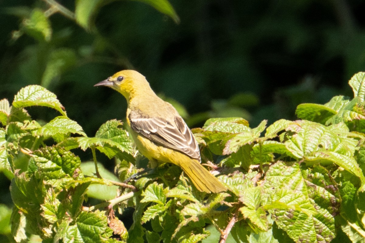 Orchard Oriole - ML487243881
