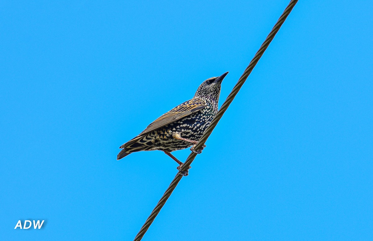 European Starling - Ardell Winters