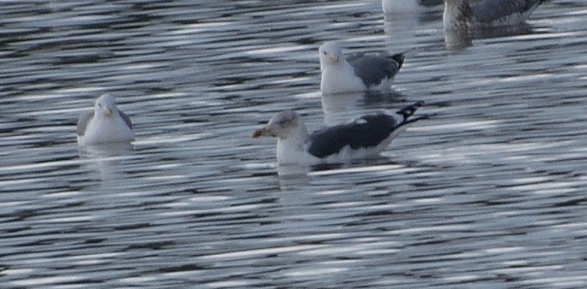 Lesser Black-backed Gull - Dessi Sieburth