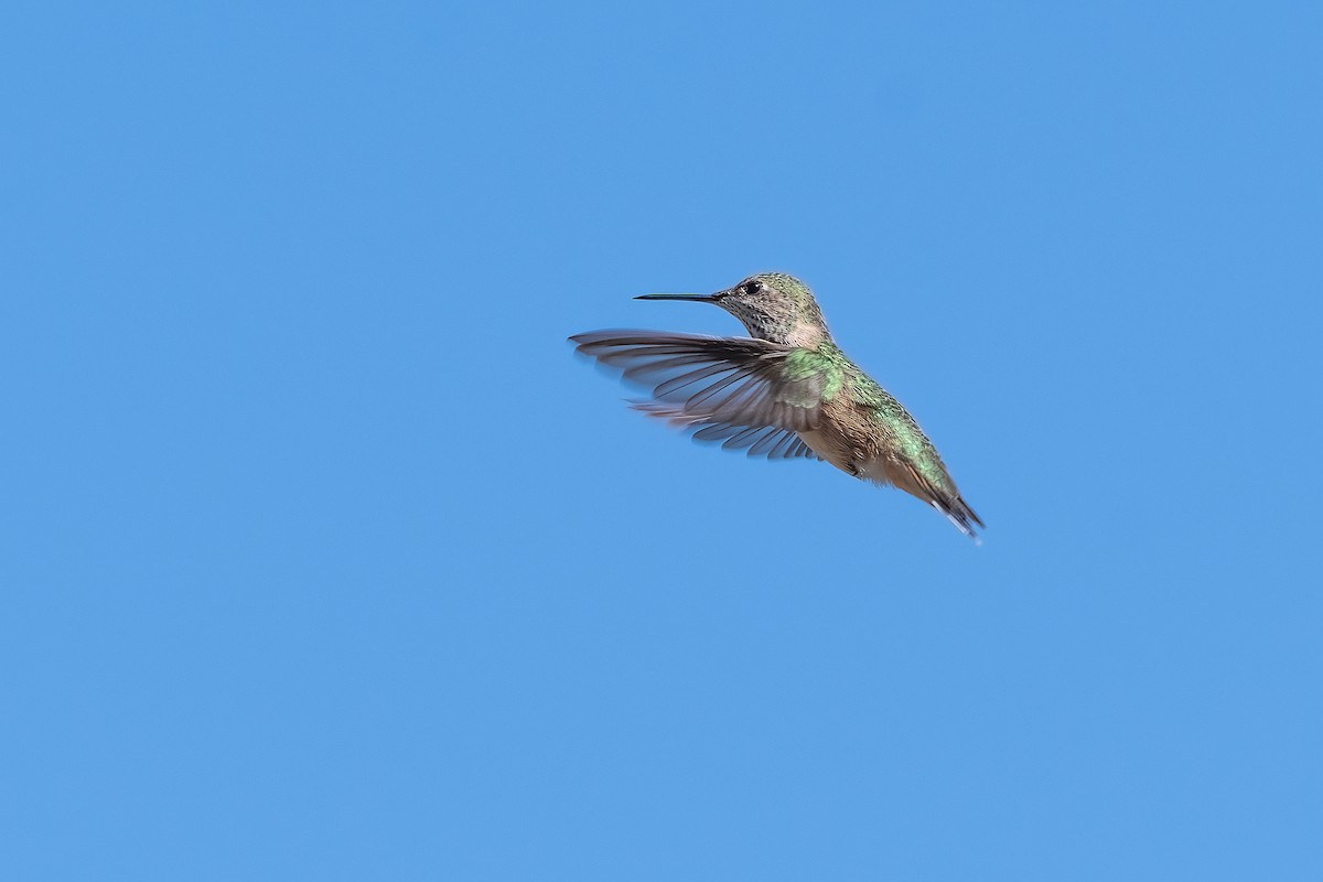 Calliope Hummingbird - ML487253131