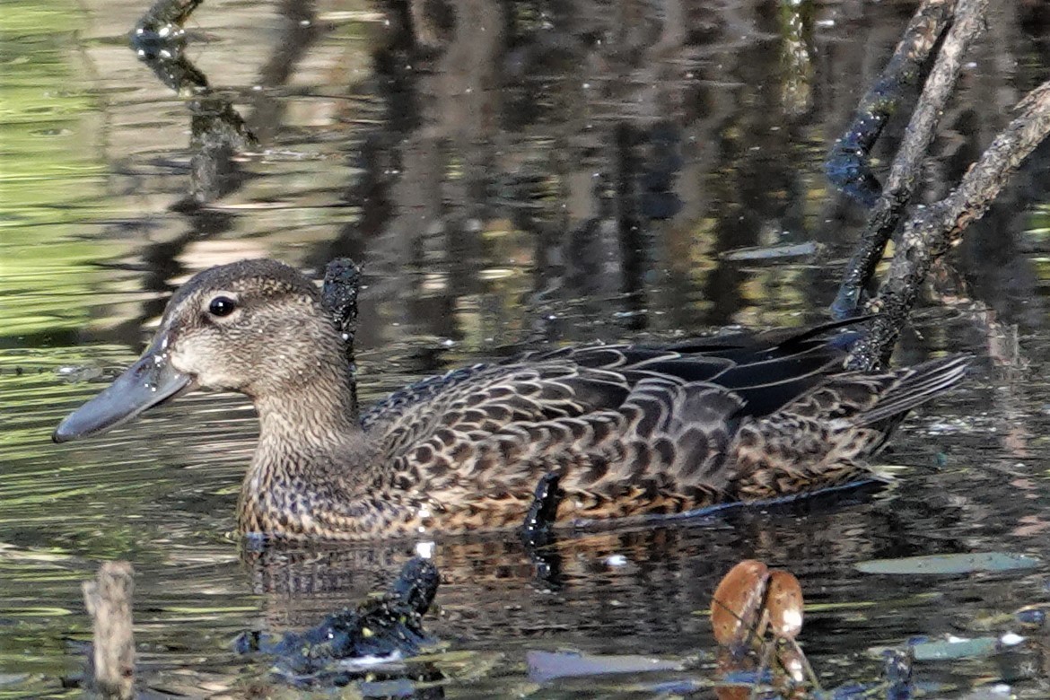 Blue-winged Teal - ML487255241