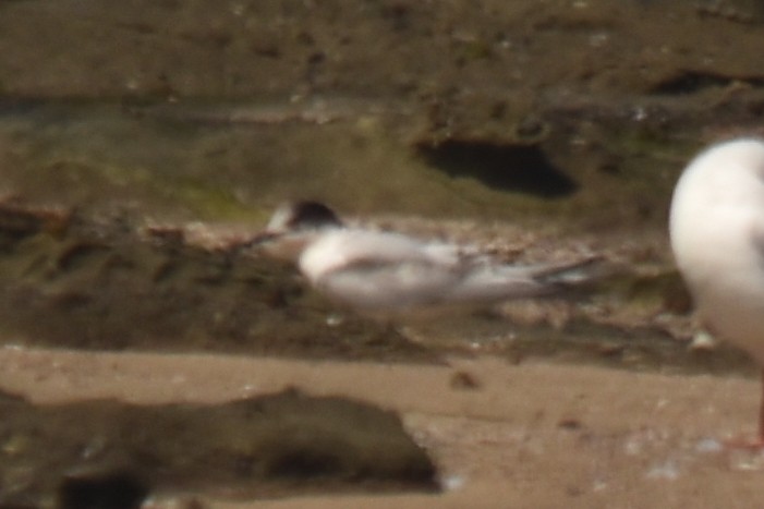 White-fronted Tern - ML487255391