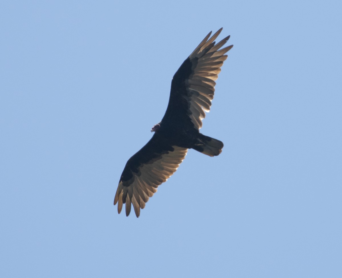Turkey Vulture - ML487259531