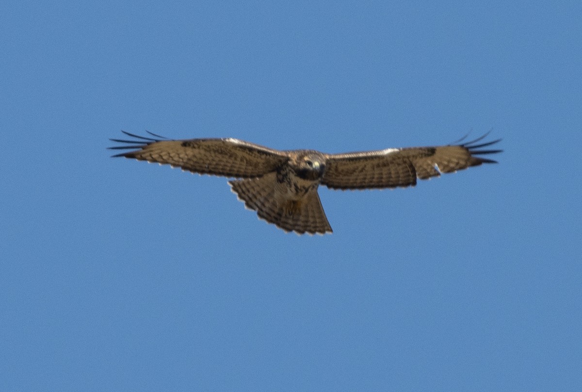 Red-tailed Hawk - ML487259561