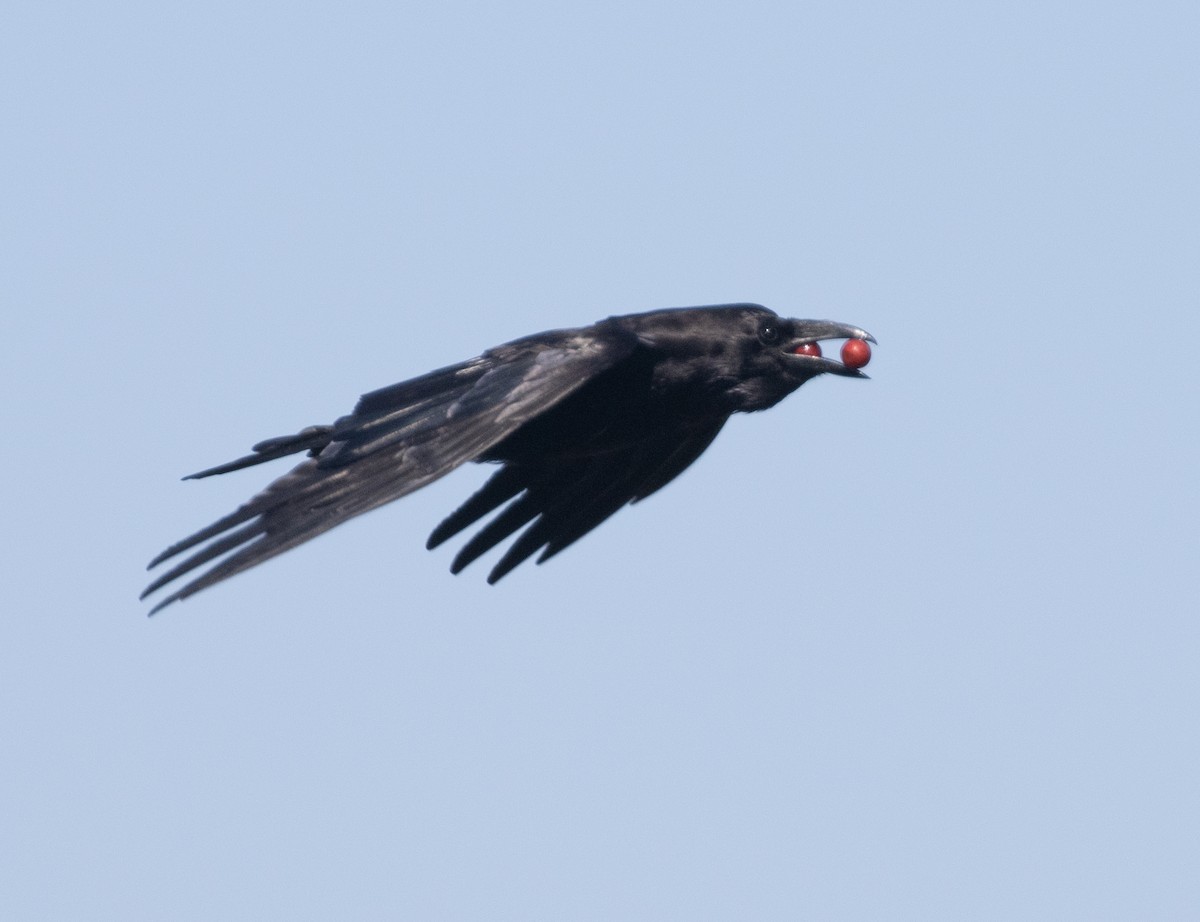 Common Raven - Lindy Fung