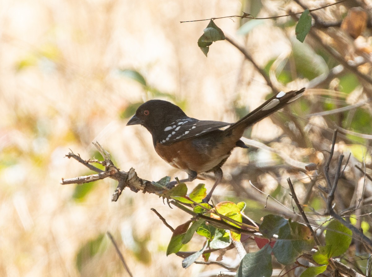 Spotted Towhee - Lindy Fung