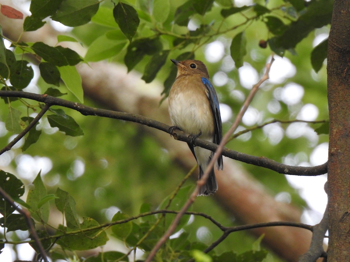 Blue-and-white Flycatcher - ML487265811