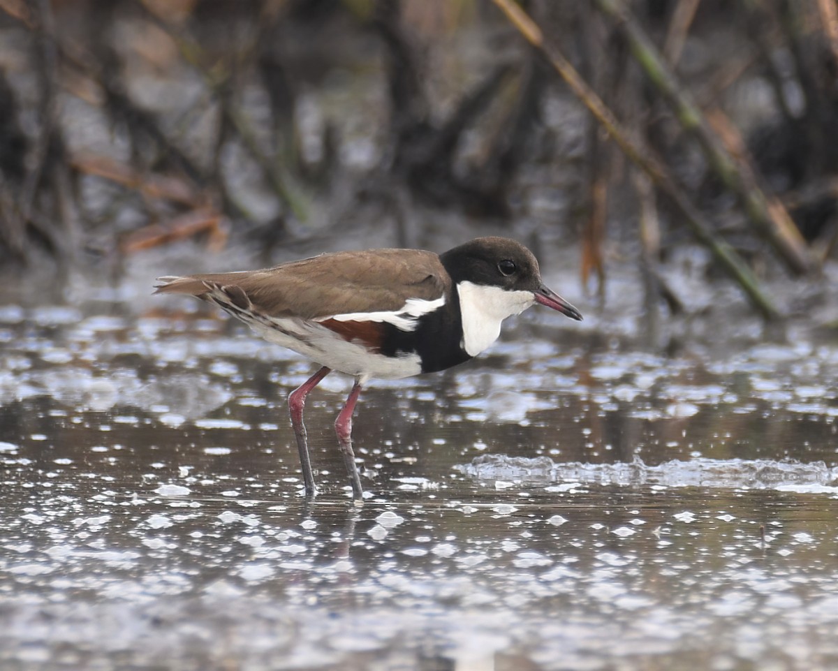 Red-kneed Dotterel - ML487266121