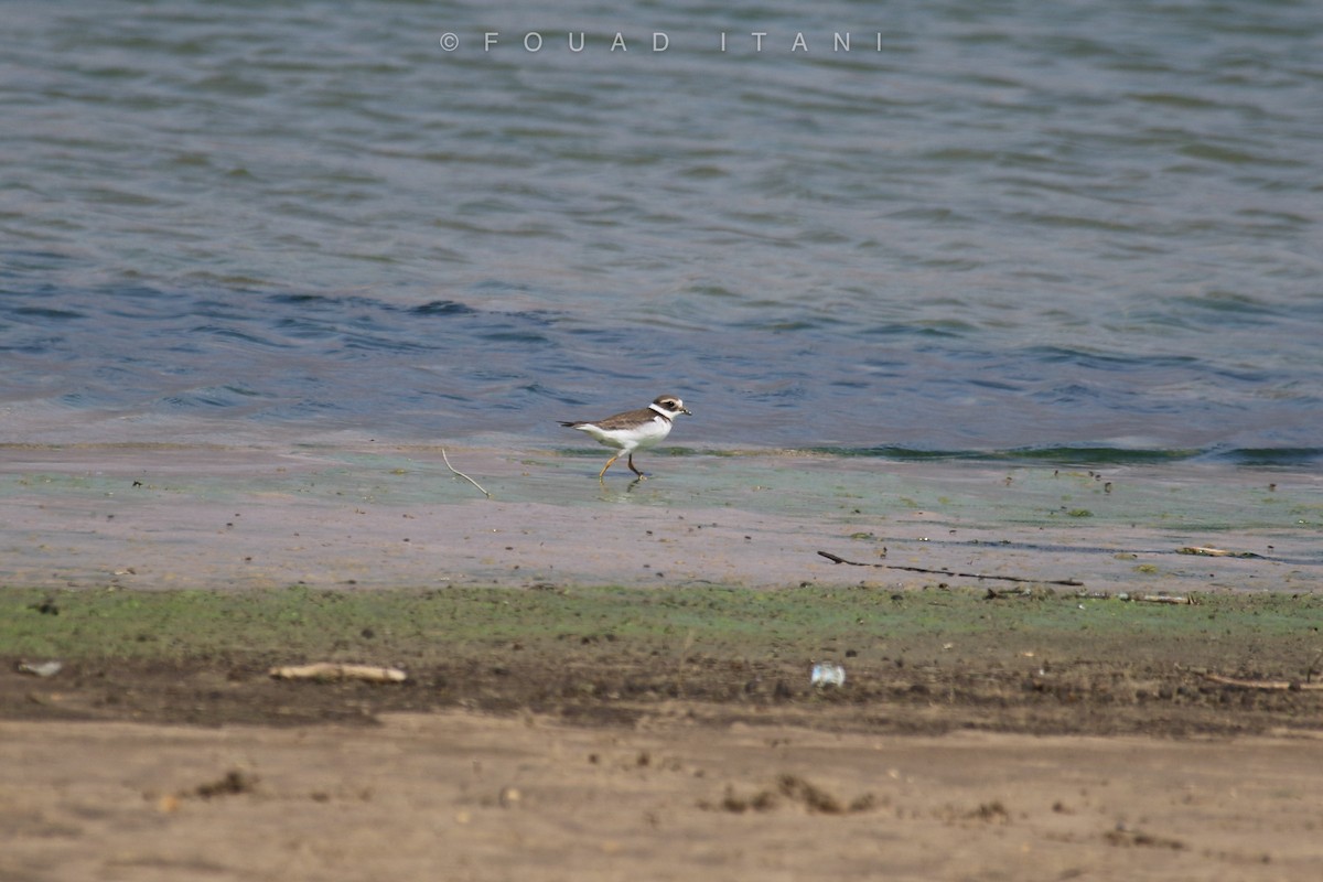 Common Ringed Plover - ML487267811