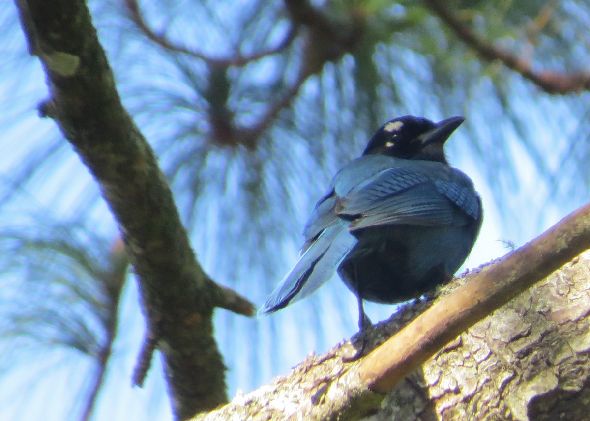 Steller's Jay (Middle American) - ML48727151