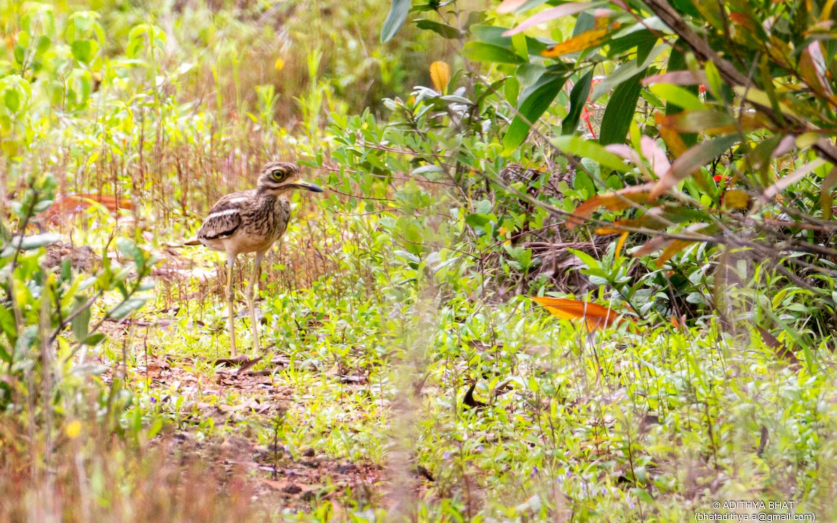 Indian Thick-knee - ML487280381