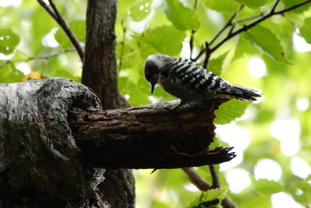 Japanese Pygmy Woodpecker - ML487286931