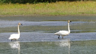 Trumpeter Swan, ML487289041