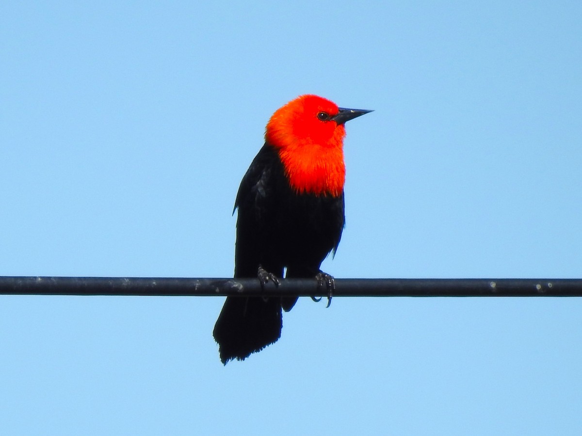 Scarlet-headed Blackbird - ML487290011