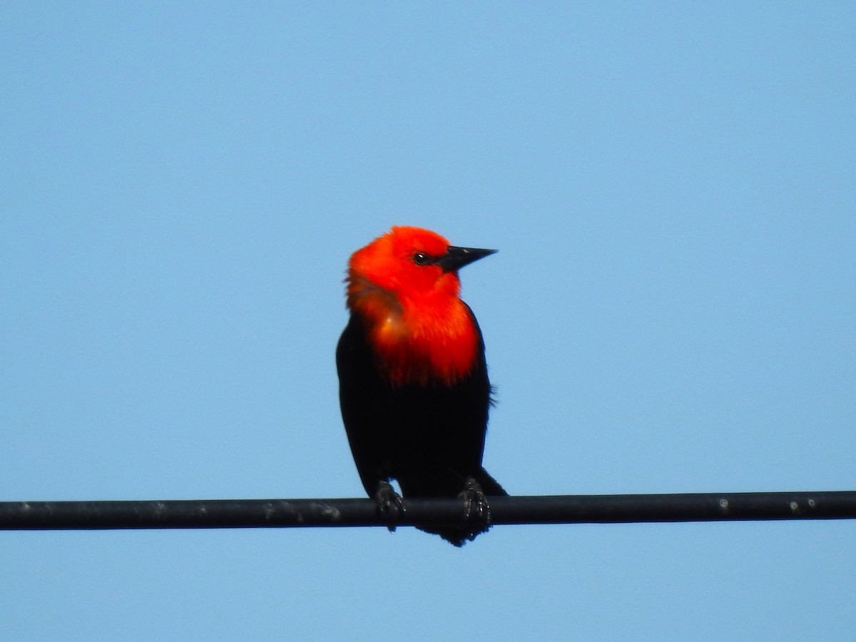 Scarlet-headed Blackbird - ML487290021
