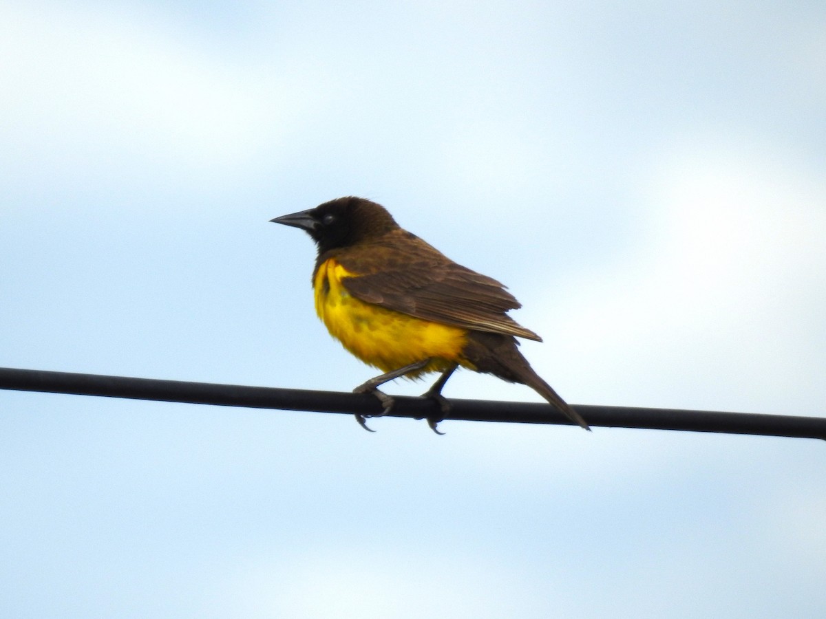 Yellow-rumped Marshbird - ML487290041