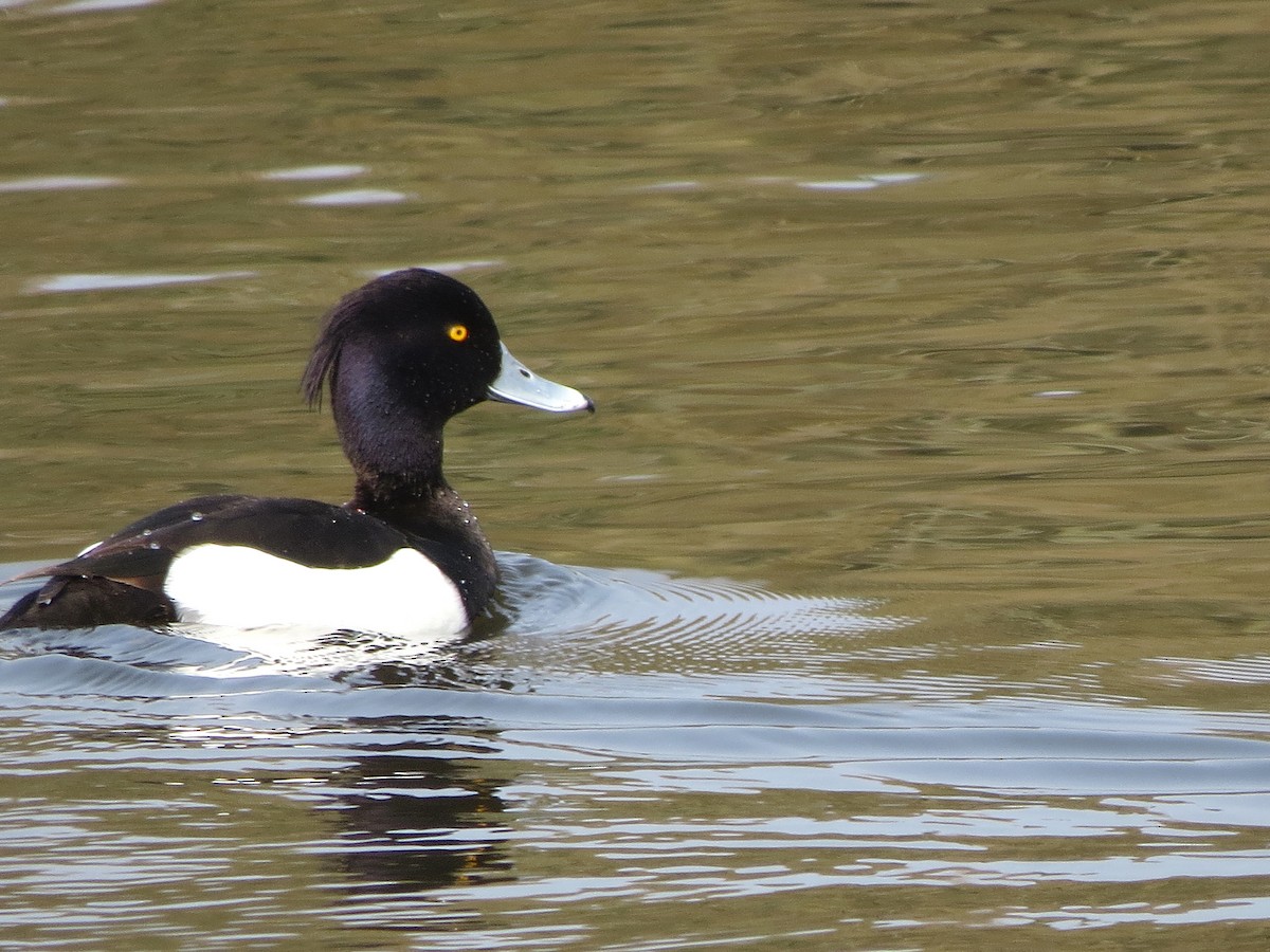 Tufted Duck - ML487291921