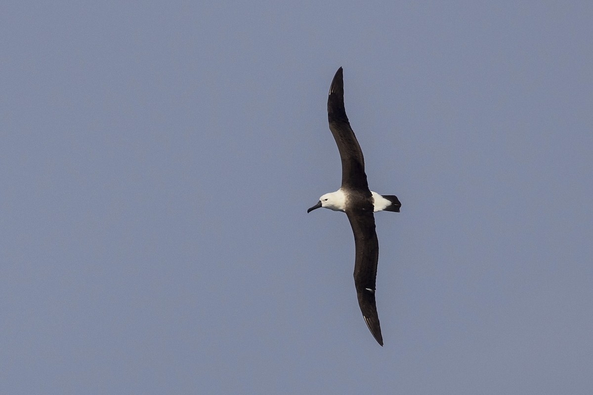 Yellow-nosed Albatross (Indian) - ML487292971