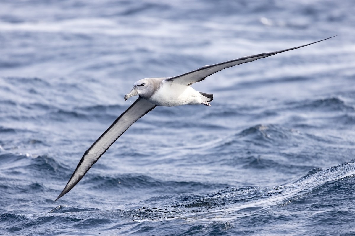 White-capped Albatross (steadi) - ML487292991