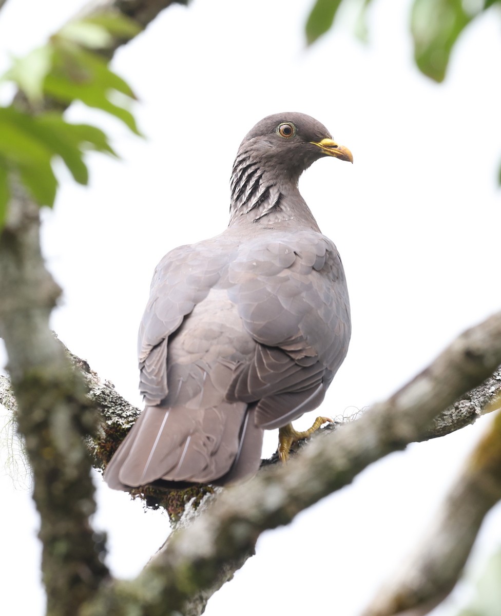 Pigeon des Comores - ML487294951