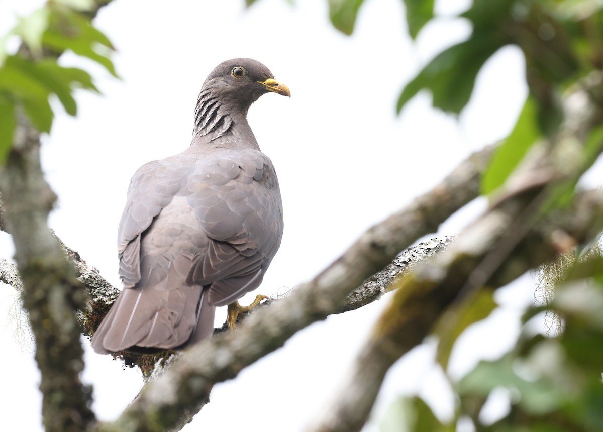 Pigeon des Comores - ML487295021