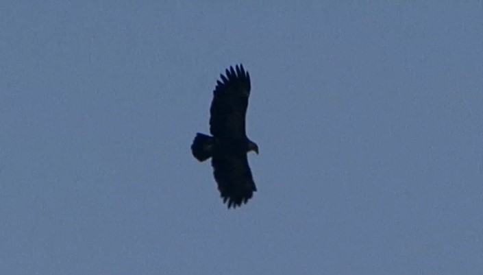 Indian Spotted Eagle - ML487300801