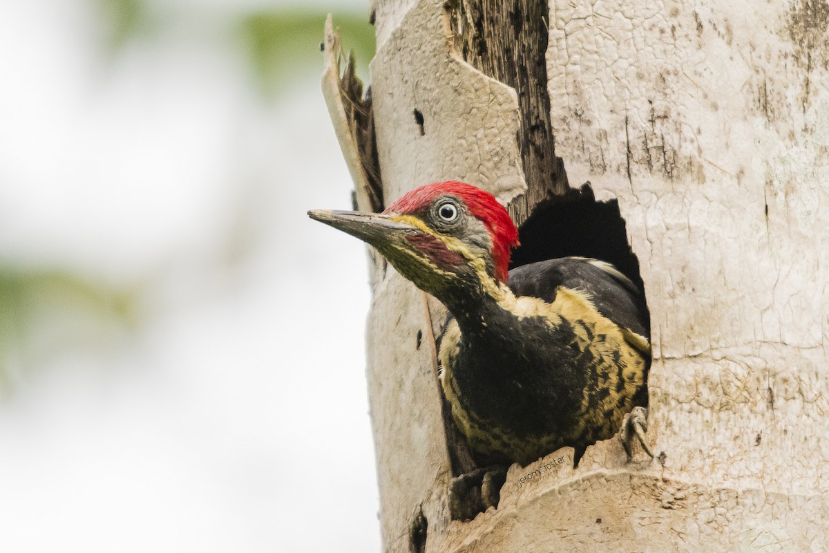 Lineated Woodpecker - Jerome Foster