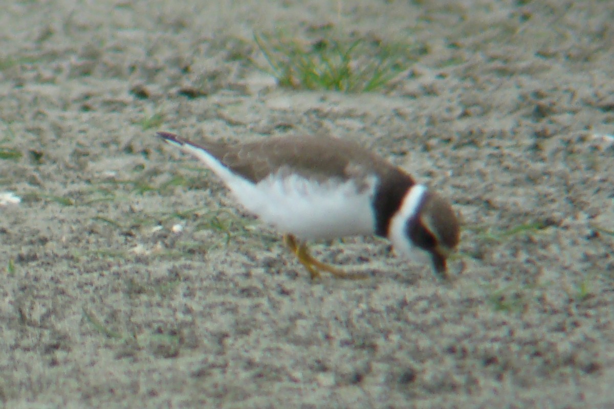 Semipalmated Plover - ML487315991
