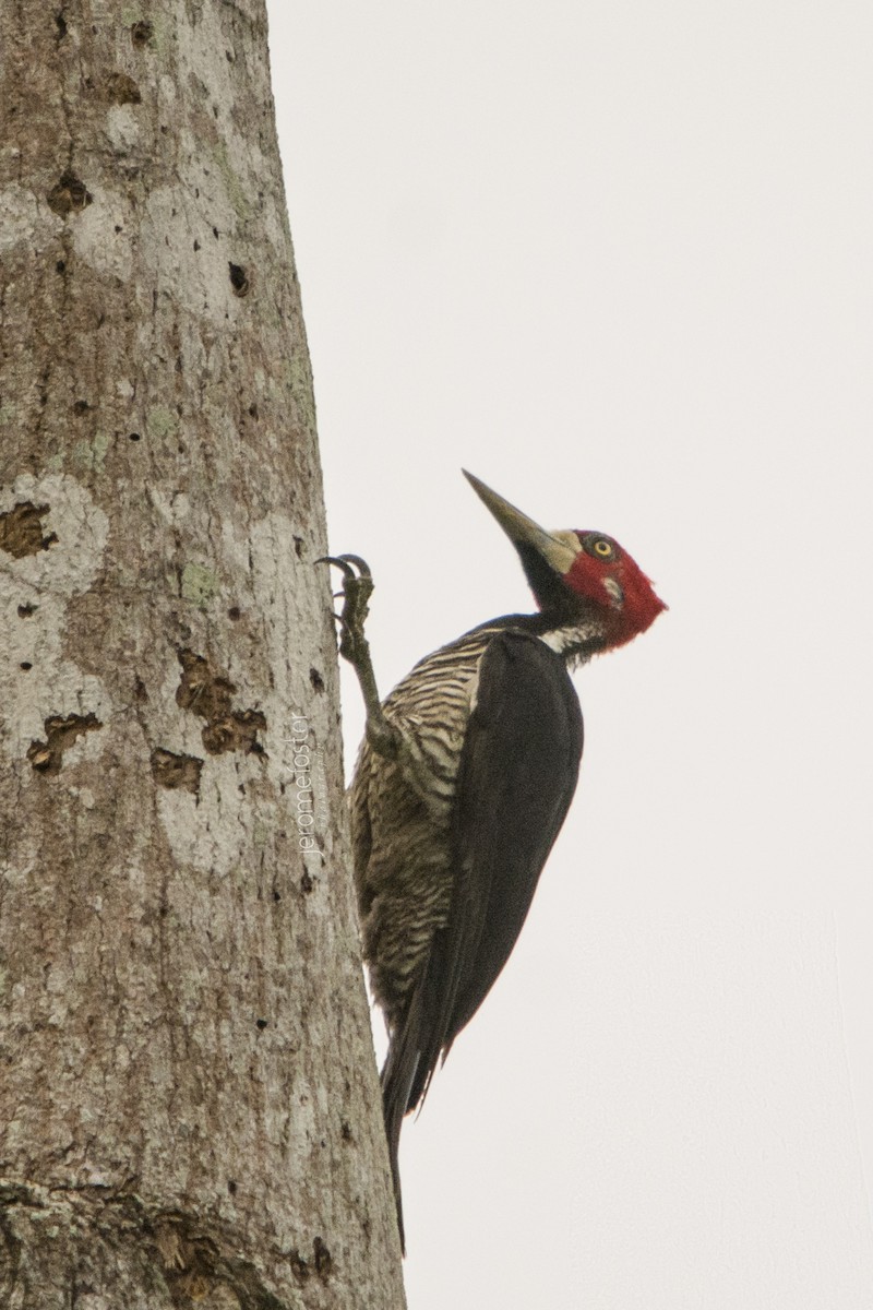 Crimson-crested Woodpecker - ML48731971
