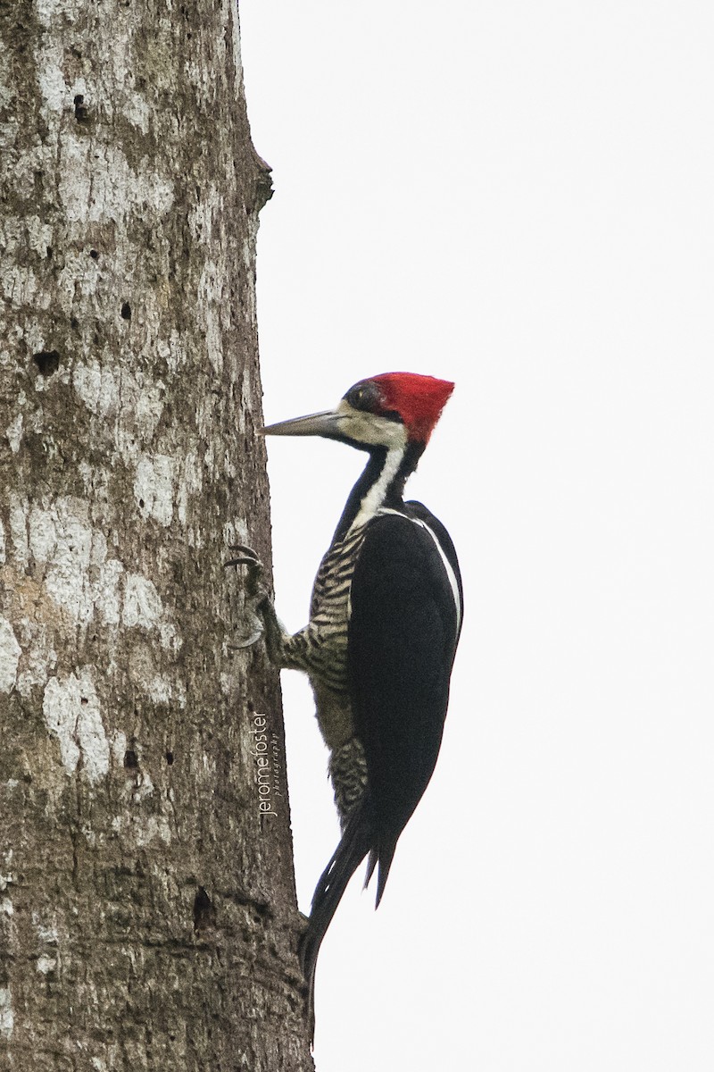 Crimson-crested Woodpecker - ML48731981