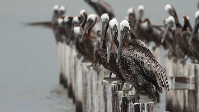 pelikán hnědý - ML487322