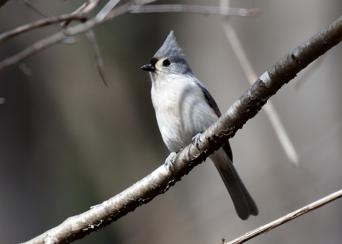 Tufted Titmouse - Don Carbaugh