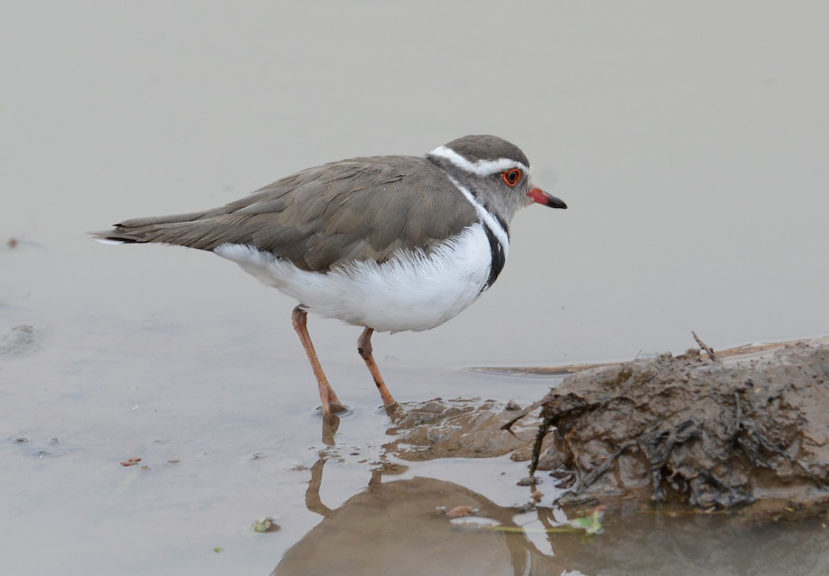 Three-banded Plover - ML487323831