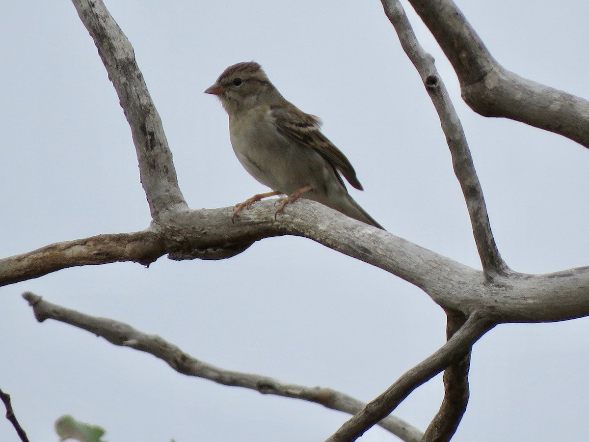 Chipping Sparrow - ML487325741