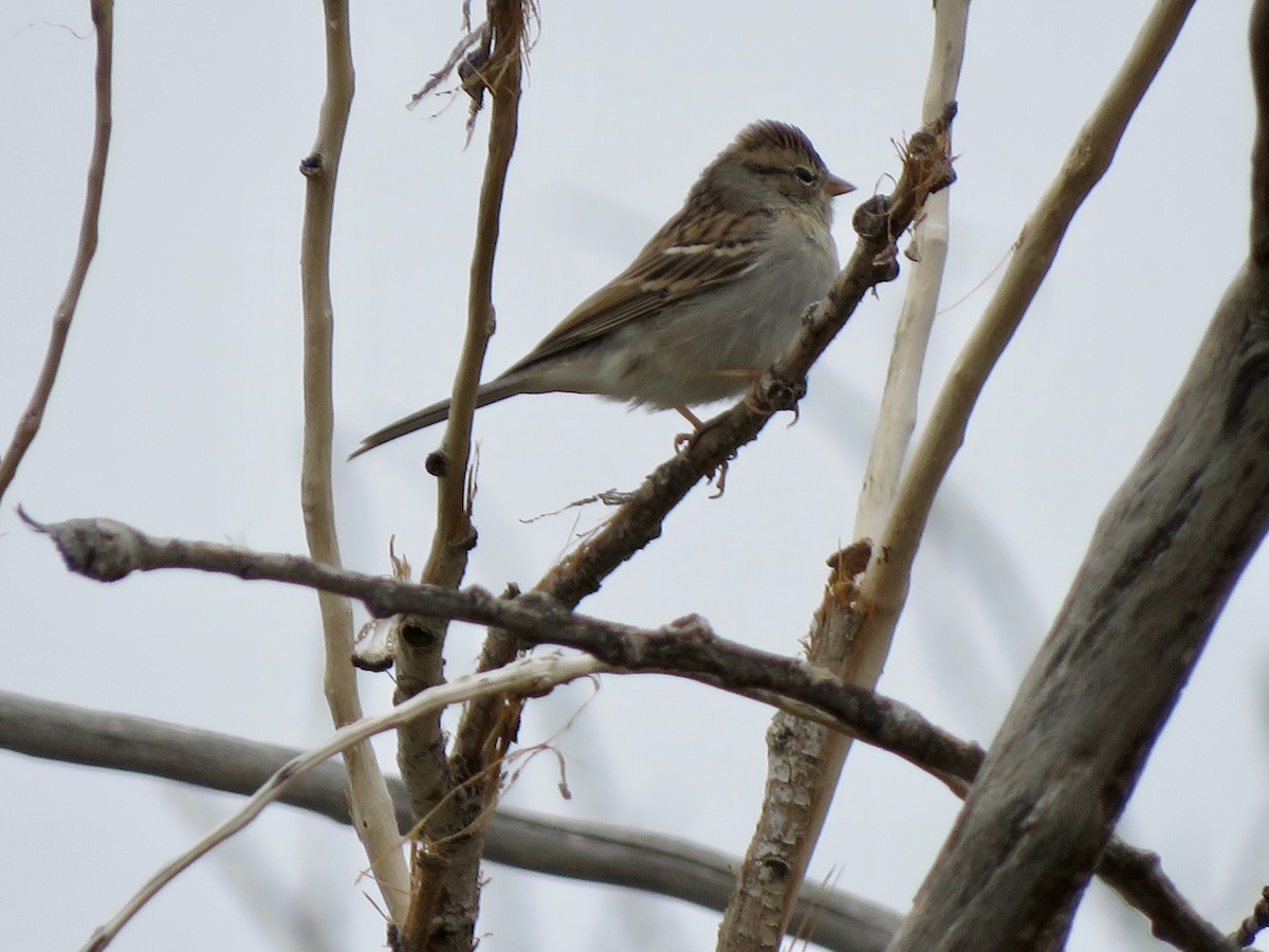 Chipping Sparrow - ML487325971