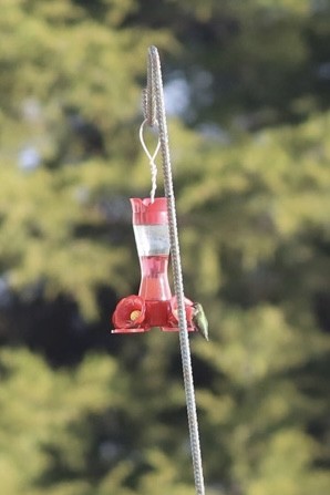 Ruby-throated Hummingbird - Tony Leukering