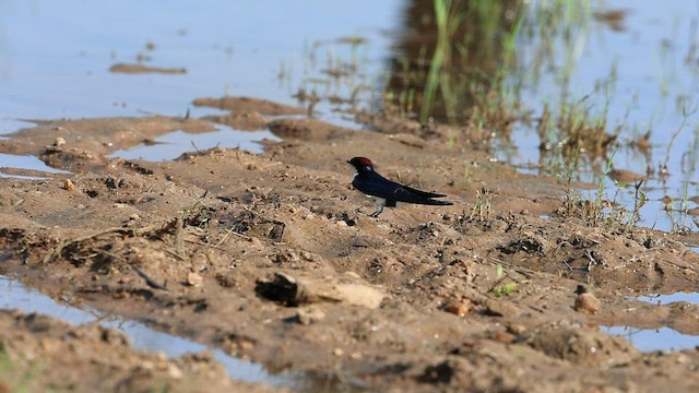 Wire-tailed Swallow - ML487329071