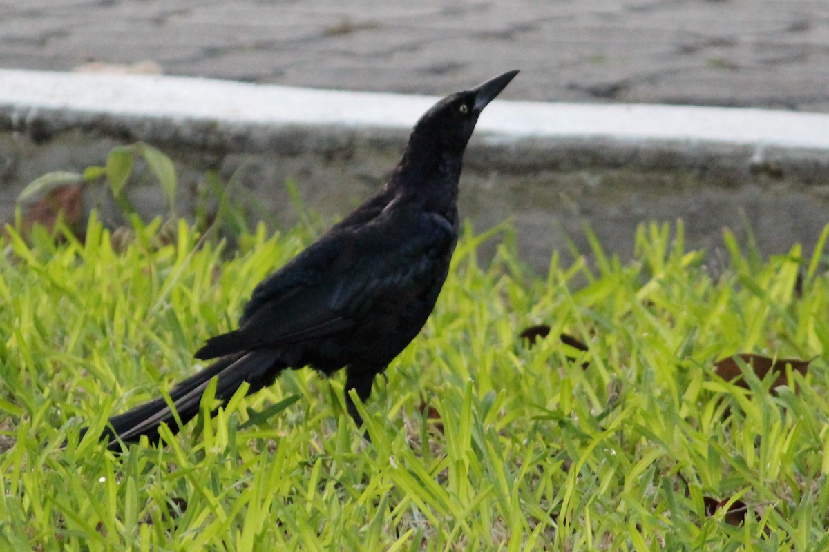Great-tailed Grackle - ML487336191