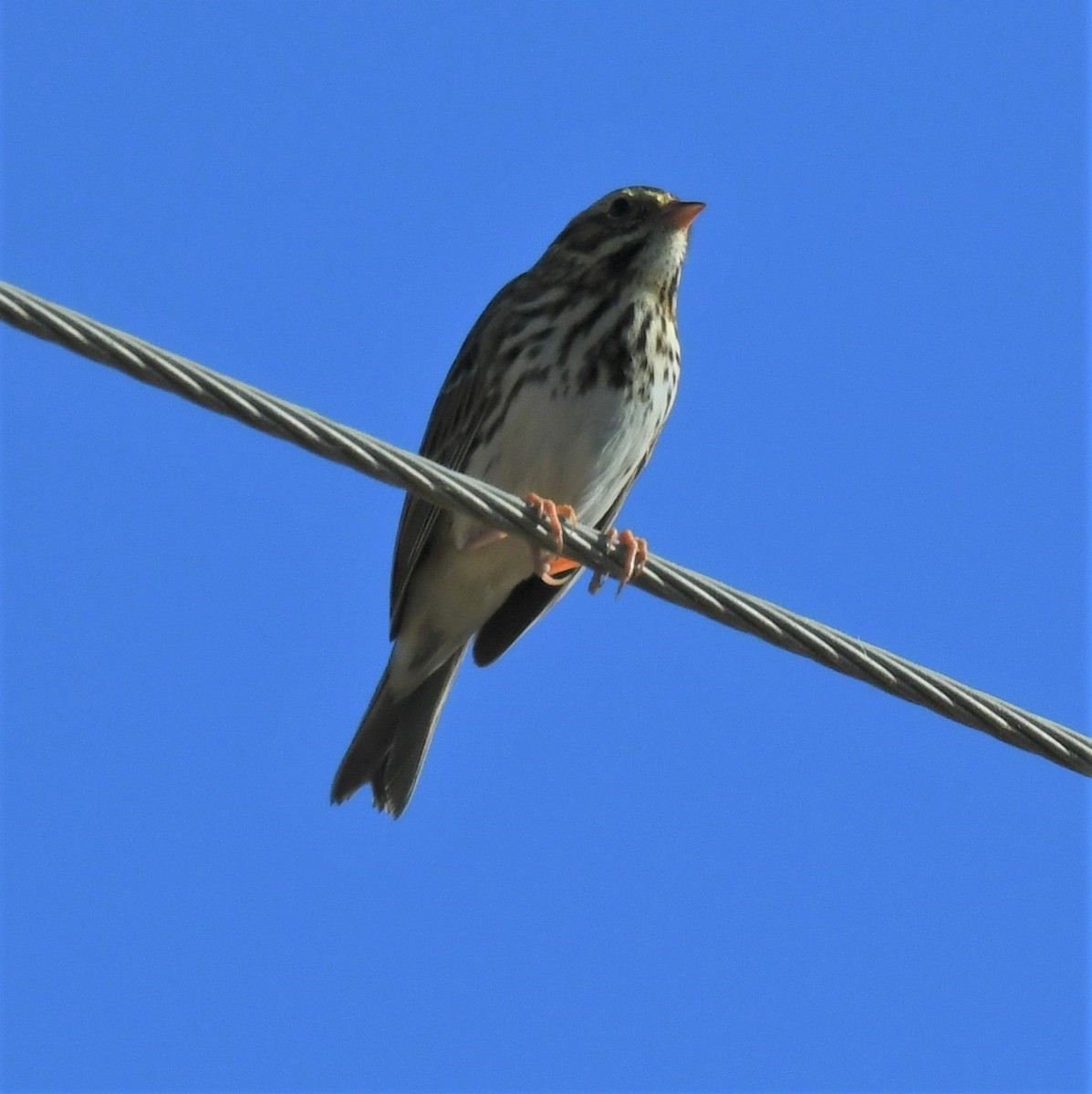 Savannah Sparrow - ML487337111