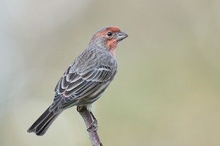 House Finch