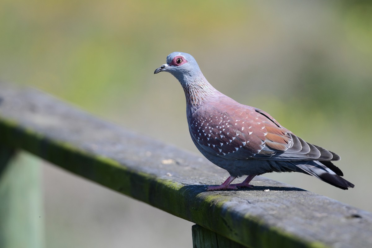 Speckled Pigeon - Regard Van Dyk