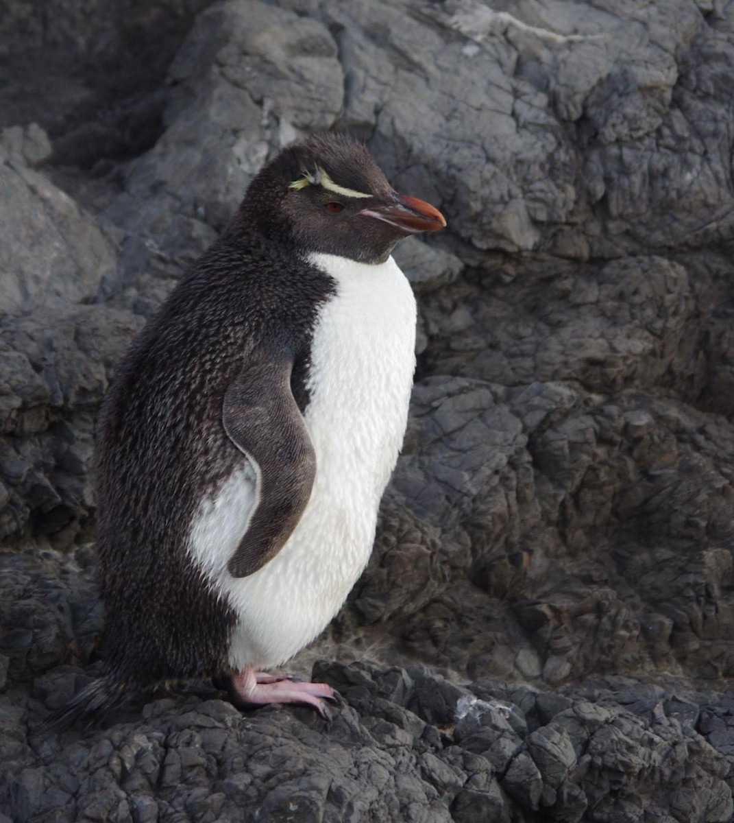 Southern Rockhopper Penguin (Eastern) - ML48734221