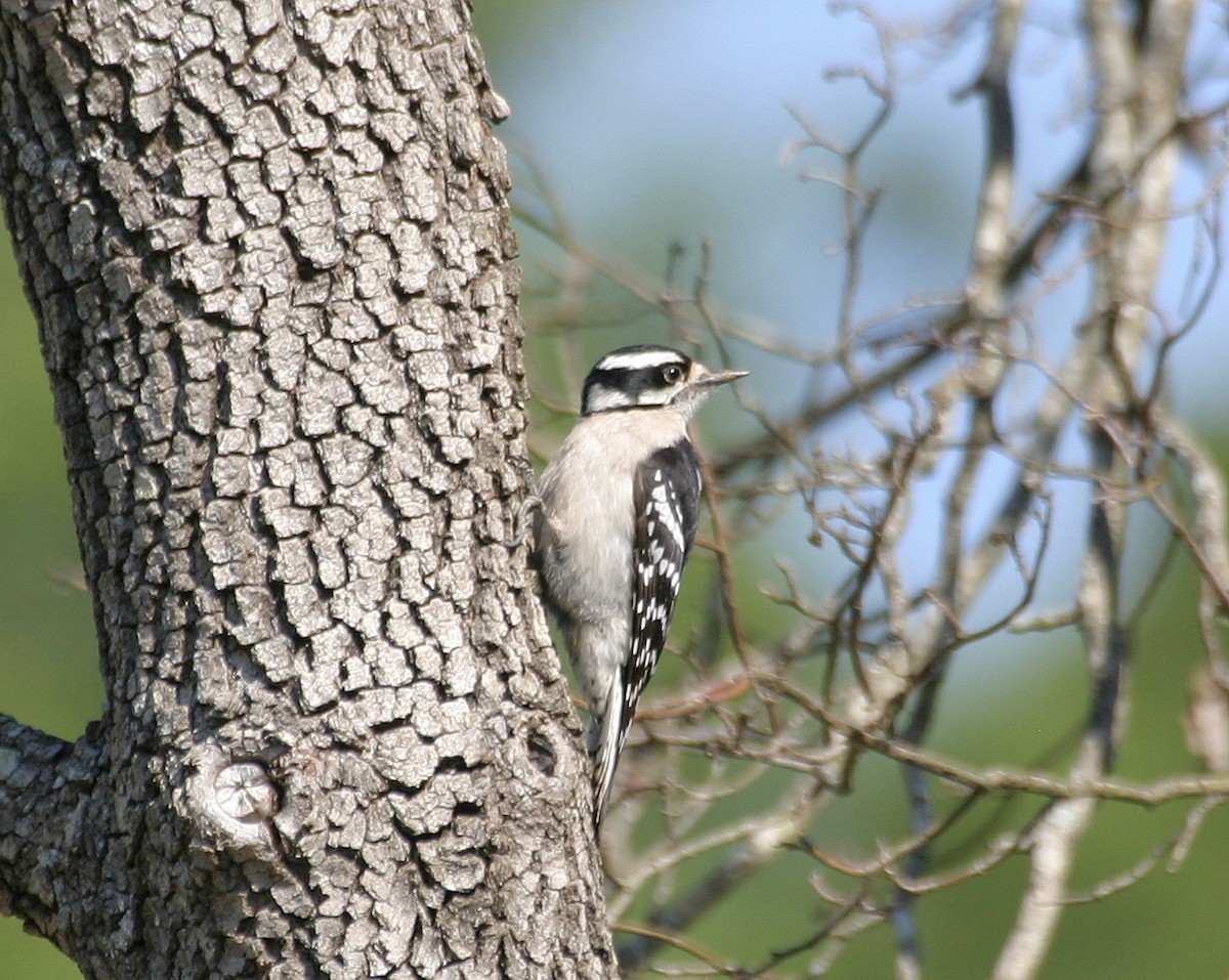 Downy Woodpecker (Eastern) - ML487346881