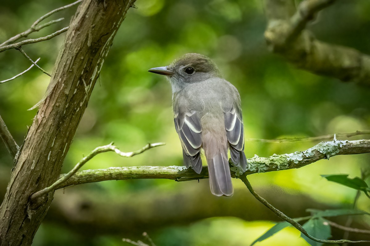 Great Crested Flycatcher - ML487349211